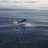 Black Marlin